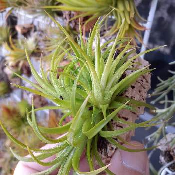 T.ionantha variegata,エアプランツ チランジア, イオナンタ,エアプランツ   ティランジア, チランジアの画像
