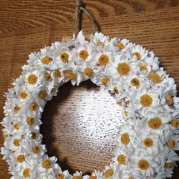 花かんざし,リース,ドライフラワーの画像