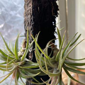 着生植物,観葉植物,チランジアの一覧,エアプランツの一覧,おうち園芸の画像