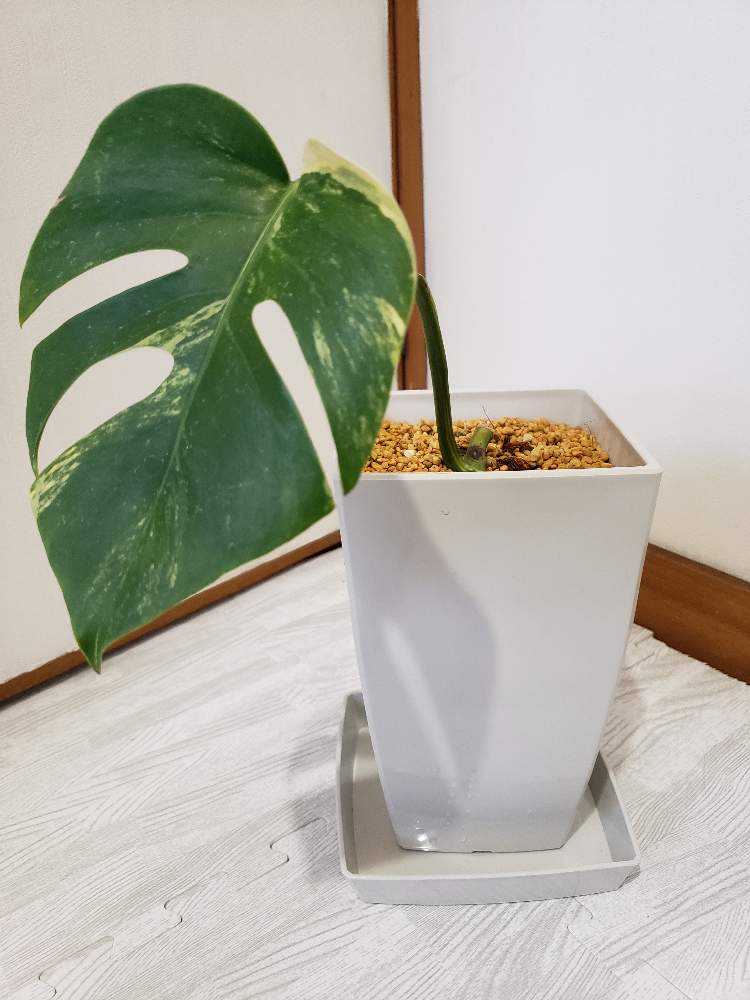 モンステラ ボルシギアナ オーレア🌱｜🍀GreenSnap（グリーン