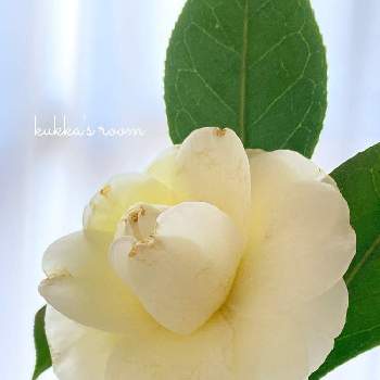 ツバキ,逆光,癒し,切り花を楽しむ,花を飾るの画像