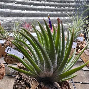 pachara predator,エアプランツ　イオナンタ,T.ionantha,おうち園芸,ティランジア属の画像