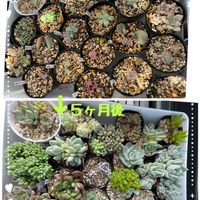セダム属,多肉植物,スマホ撮影,しあわせ時間❤️,ちいさな幸せ♡の画像
