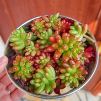 虹の玉,多肉女子,多肉植物とサボテン,多肉初心者,多肉寄せ植えの画像