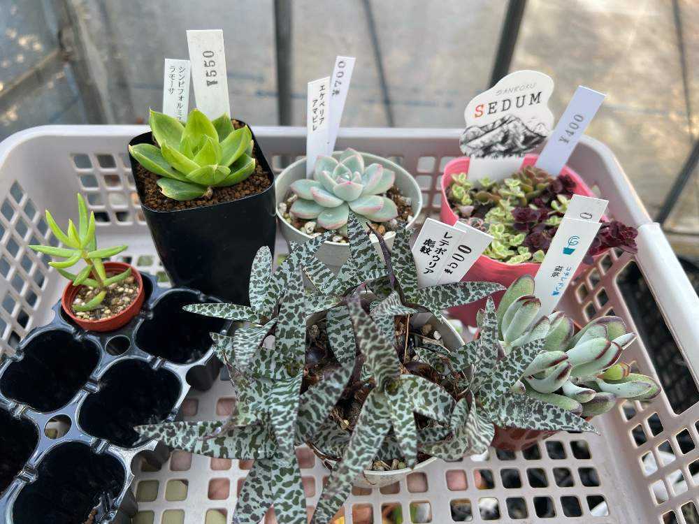 レデボウレア ソシアリス ビオラセア 豹紋 寄せ植え 抜き苗