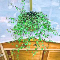 観葉植物達,観葉植物、窓辺,ワイヤープランツ,ワイヤープランツ♪,観葉植物の画像