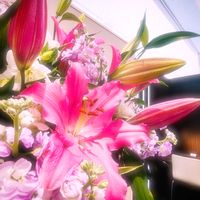 ストック,カサブランカ,彩り,お出かけ先の画像