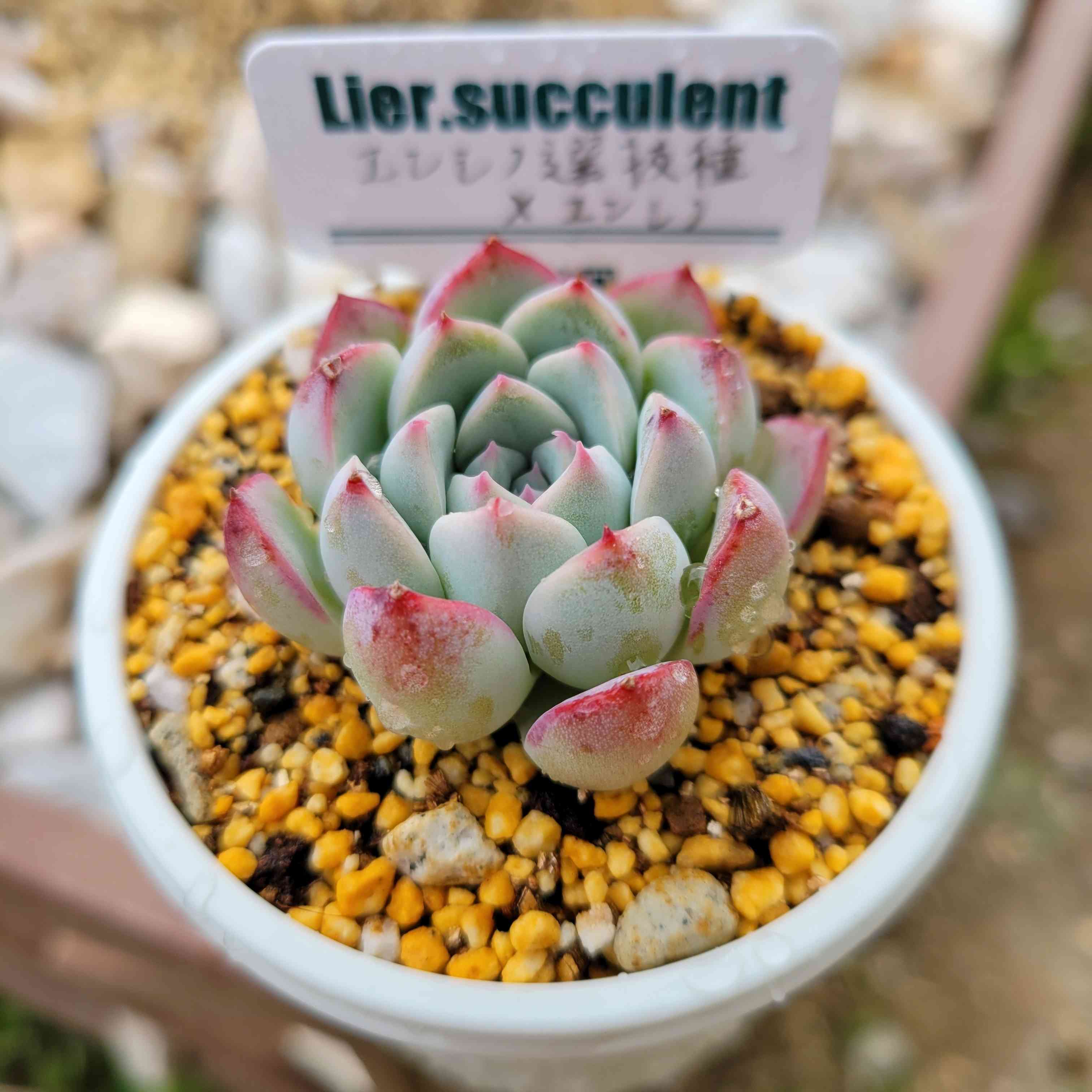 1680203709681_974227_20230331_