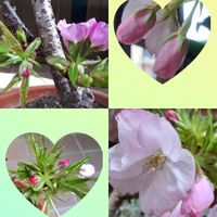 金曜日の蕾たち,花咲く乙女たち♡,コラージュ仲間達,さくら 桜 サクラ,miakisisaの画像