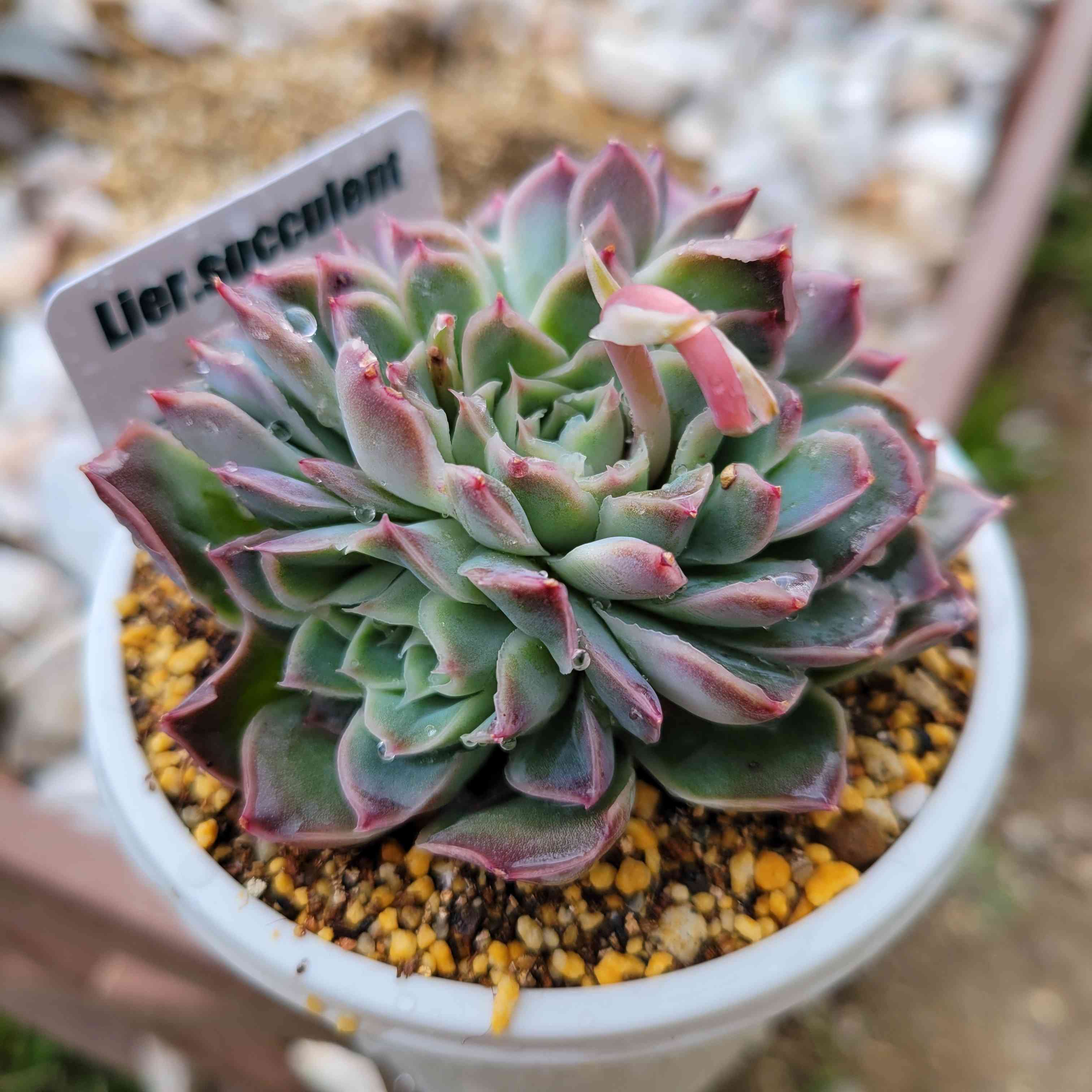 多肉植物　アイスグリーン1️⃣　群生　可愛い　そのまま発送 今日の1枚、アイスグリーンです😊いい天気が続いて気持ちいい