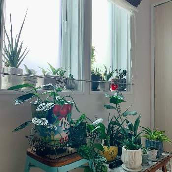 ガジュマル,観葉植物,成長記録の画像