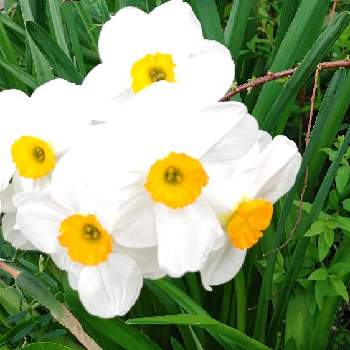 ガジュマル,観葉植物,成長記録の画像
