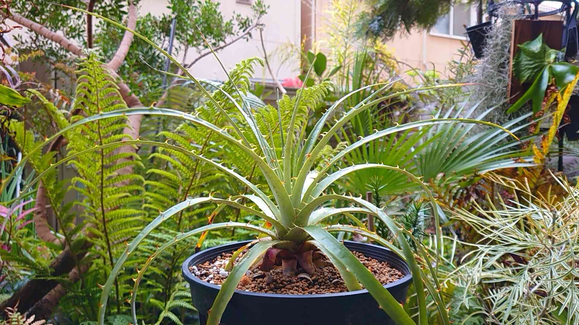 プヤ　アルペストリス　マルチヘッド　抜き苗 プヤ アルペストリス マルチヘッド 抜き苗 プヤ アルペストリス マルチ