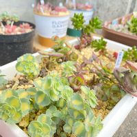 斑入りミセバヤ,星の王子,虹の玉,多肉愛,多肉のある暮らしの画像