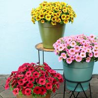 ペチュニア　ビューティカル,ペチュニア,お花を楽しむ,ハンキング,サカタのタネの画像