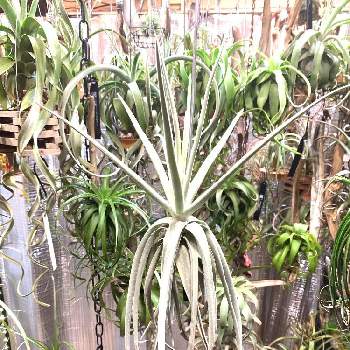 T. Spike Galore,植物男子,ベランダガーデニング,おうち園芸,植中毒の画像