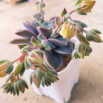 プレイオスピロス 帝玉,花芽の画像