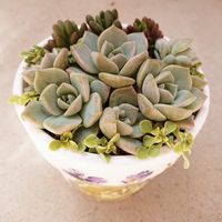 虹の玉,オーレア,白ボタン,多肉植物,セダム属の画像