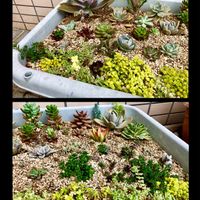 初恋,若緑,秋麗,黄麗,紅稚児の画像