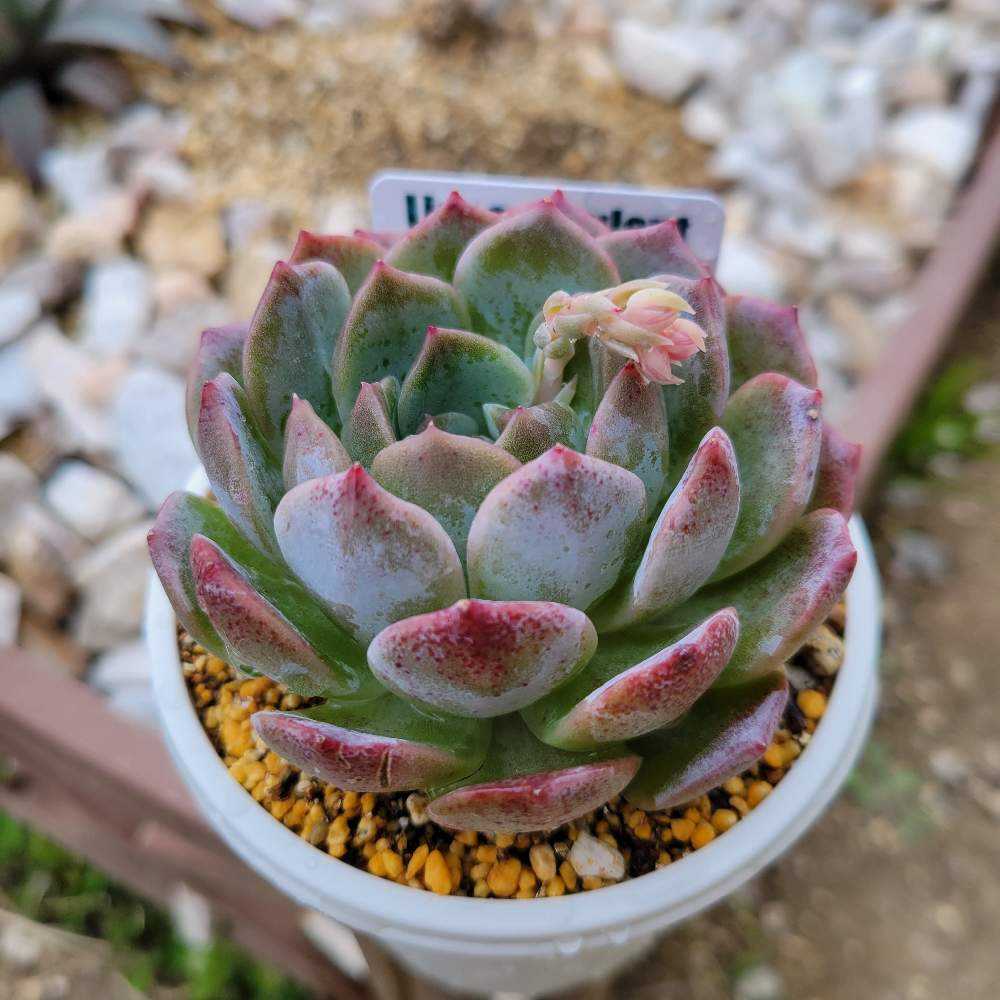 秘境ゼリー(tsunコレ)｜🍀GreenSnap（グリーンスナップ）