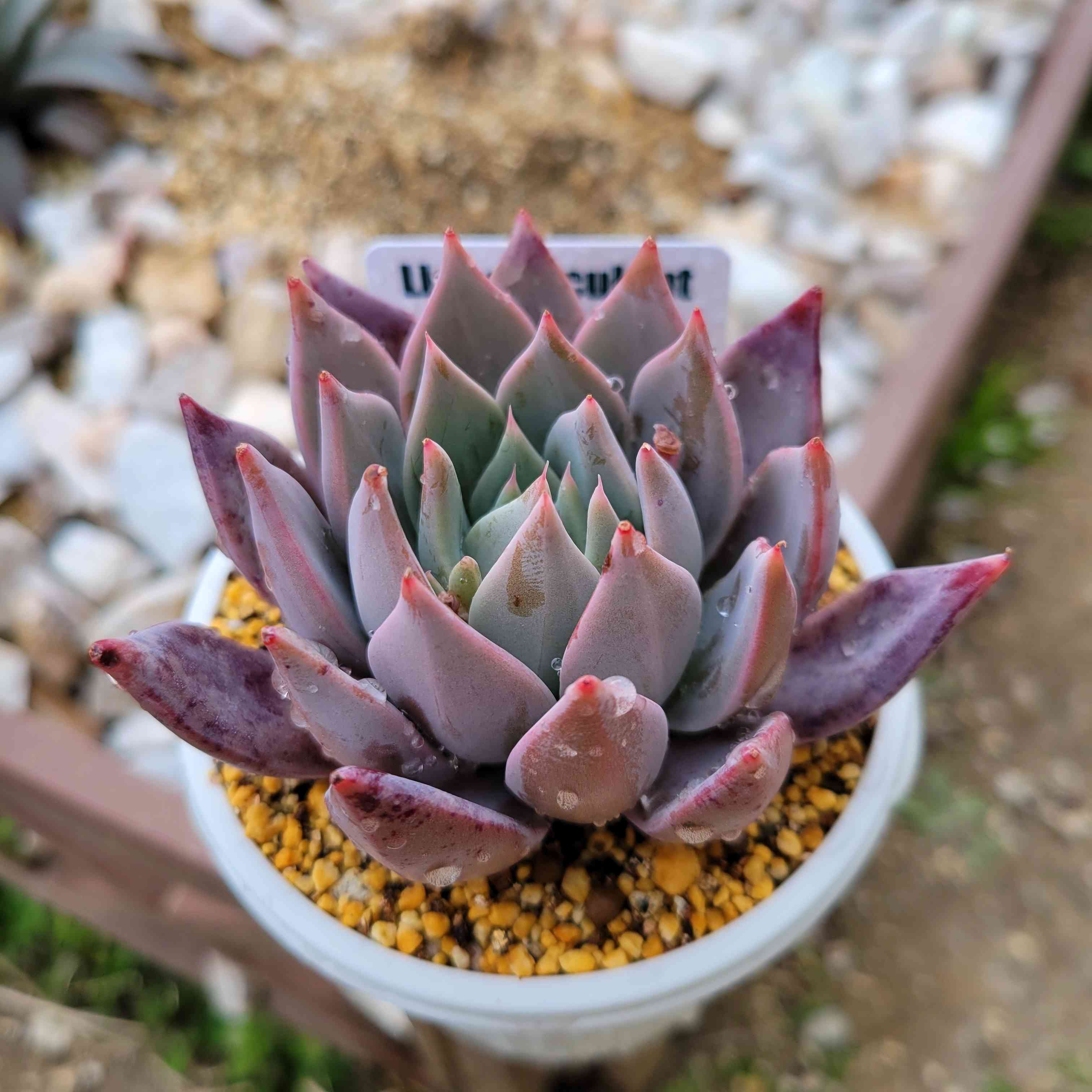 多肉植物　抜き苗　ラブファイヤー　ノボローサブラボー 多肉植物 抜き苗 ラブファイヤー ノボローサブラボー 多肉植物 抜き苗