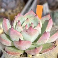 チワワエンシススペシャルレッド♡ひー,多肉植物,たにく,狩っ多肉,植物の画像