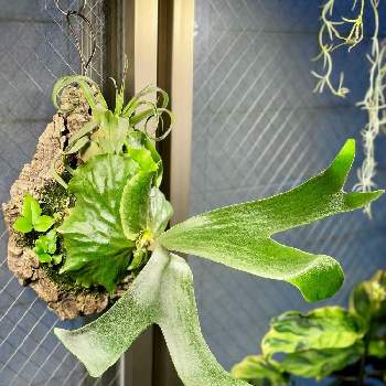 P. Durval Nunes,ストレプトフィラ,ダーバルヌネス,観葉植物,ジャングルの画像