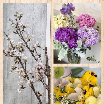 よく咲くスミレ,ストック,サクラ,切り花の画像