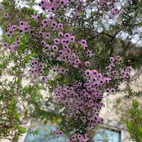 エリカ,元気に育ててますよ,楽しみ〜,かわいい,花のある暮らしの画像