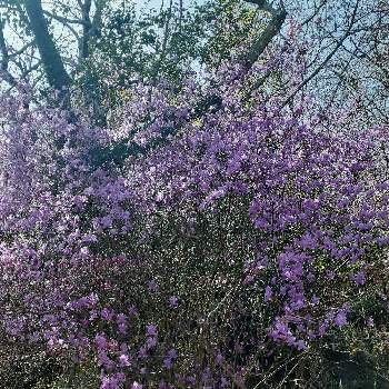 スーパーアリッサム ！,さし芽,切り戻しの画像