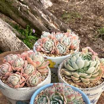レモンベリー,ルージュベリー,クリームベリー,ストロベリーアイス 多肉,多肉植物の画像