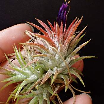 Tillandsia ionantha (Dwarf Clone) T's TROPICALS 1999 Mexico,肉植系男子,開花,観葉植物,室内栽培専門の画像