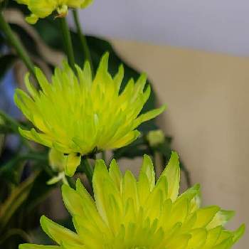 キク,切り花,道の駅かつらぎ,+1558,お花は癒しの画像