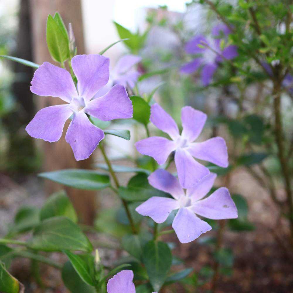 3月のお庭𖧷𐬻𐬺咲いた花たち｜🍀GreenSnap（グリーンスナップ）