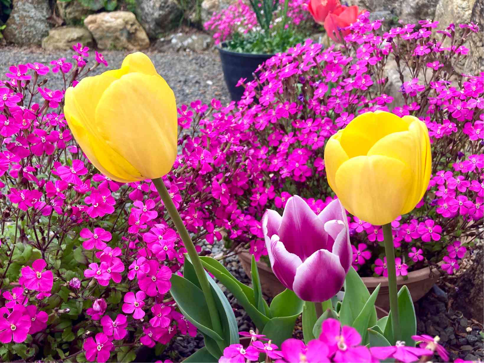 わが家の庭 2023年3月🌸｜🍀GreenSnap（グリーンスナップ）