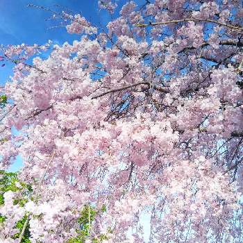 園芸,お花好きな人と繋がりたい,癒しの空間,さくら 桜 サクラ,綺麗の画像