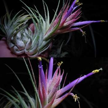 着生植物,エアプランツ チランジア,植物育成ライトTSUKUYOMILED(ツクヨミ),ブロメリア,ティランジア属の画像