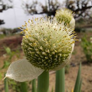 ボタニカルライフ,植物のある暮らし,ネギ 栽培,GSのみなさんに感謝♡,家庭菜園初心者の画像