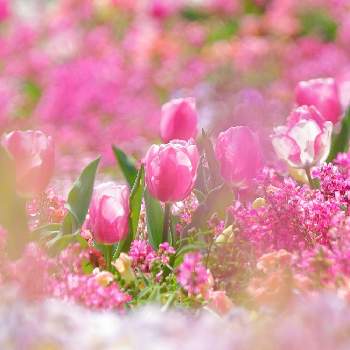 春のお花,花壇,ガーデンネックレス横浜2023コンテスト,大きな花壇,里山の画像