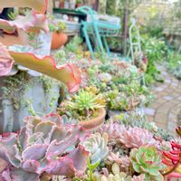 高砂の翁,紅化粧,虹の玉,多肉植物,いつもありがとう♡の画像