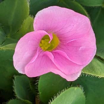 綺麗〜❤️,ピンクの花,花壇,住人紹介,イキイキ✨の画像