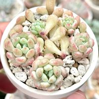 ポルビン,成長記録 ポルビン,葉挿しっ子,むっちり♡ぷくぷく♡,多肉植物園ナイト営業中✩.*˚の画像