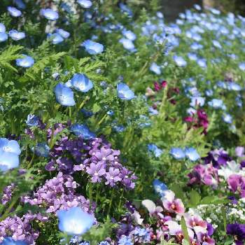 わすれな草,植物のある暮らし,癒し,花壇,花壇の花の画像