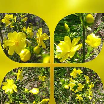 ウンナンオウバイ,駅前公園,開花,花壇,黄色い花の画像