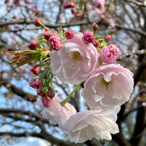 サクラ,ヤエザクラ,植栽,バラ科,木の花の画像