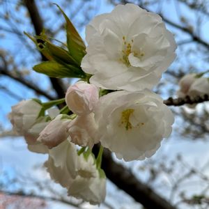 サクラ,八重桜,白い花,植栽,バラ科の画像