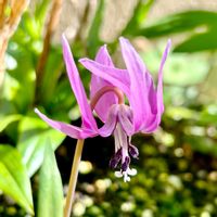 カタクリ,スマホ撮影,庭に咲く花,我が家の花達,半日陰の画像