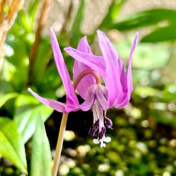カタクリ,スマホ撮影,庭に咲く花,我が家の花達,半日陰の画像