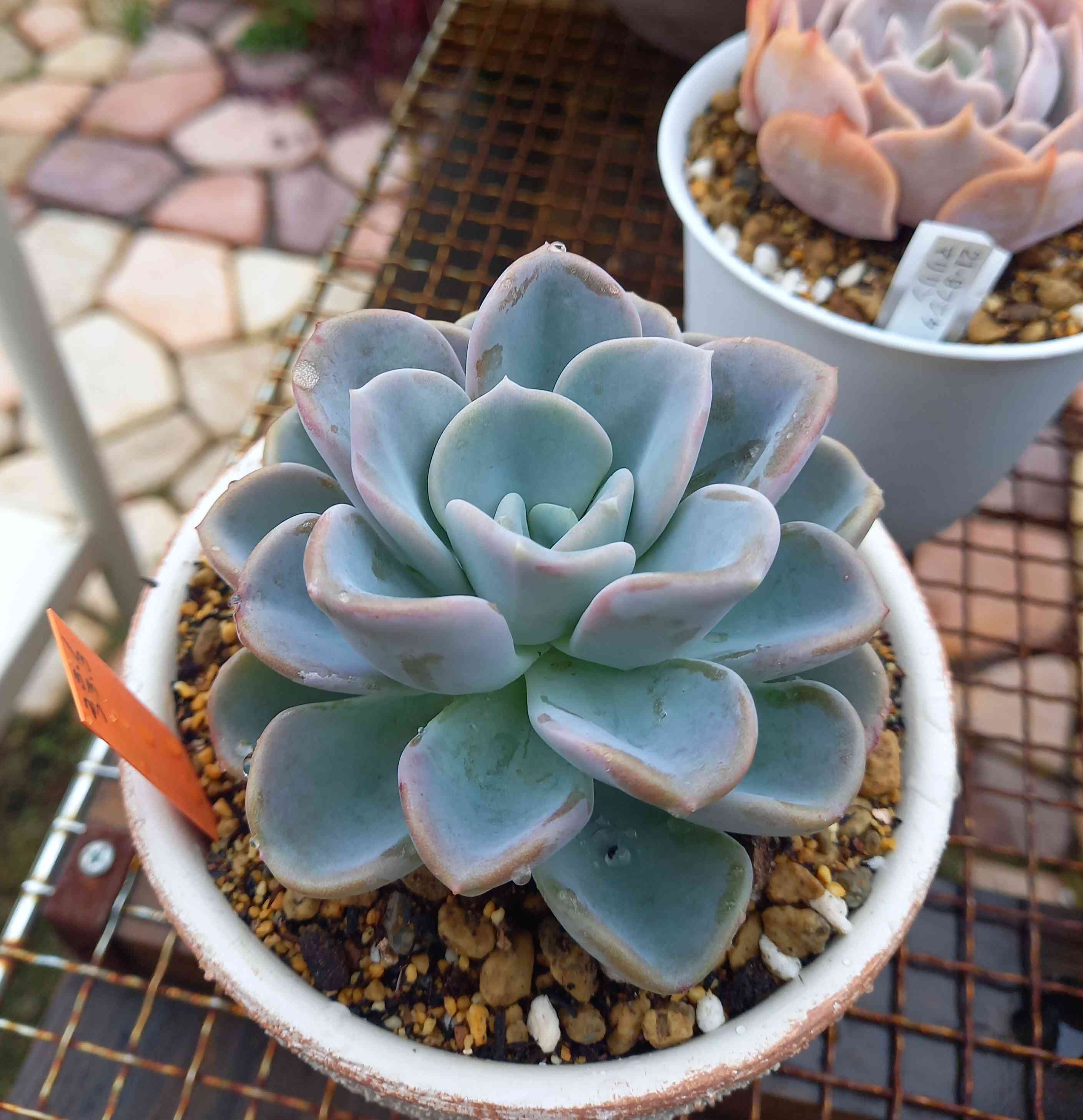 多肉植物^o^  オルペット 859🌹オールペット オルペット 峯の紅葉｜🍀GreenSnap（グリーンスナップ）