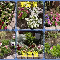 地植え,ビオラ・パンジー,花壇,小さな庭の画像